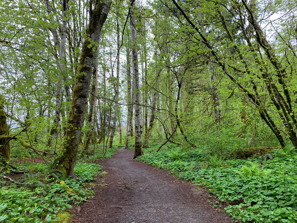 Forest trail in the Squamish Estuary