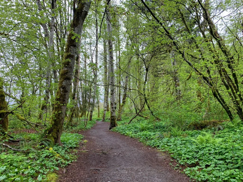 Forest trail in the Squamish Estuary