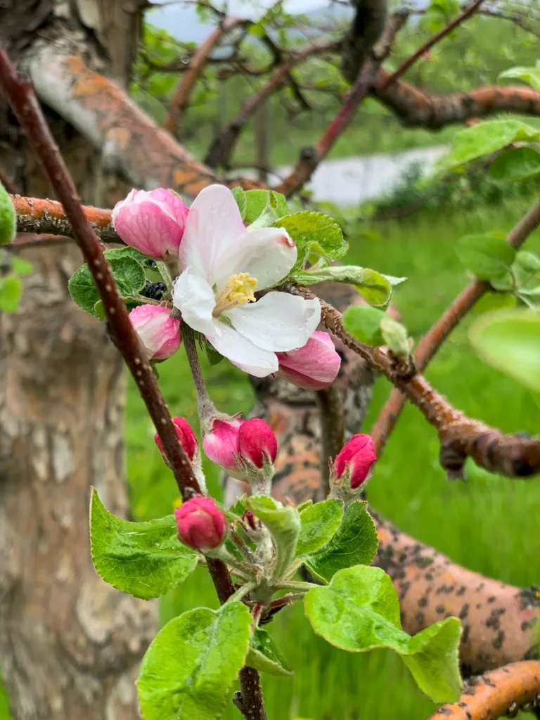 Apple blossoms at The BX Press Cidery in Vernon