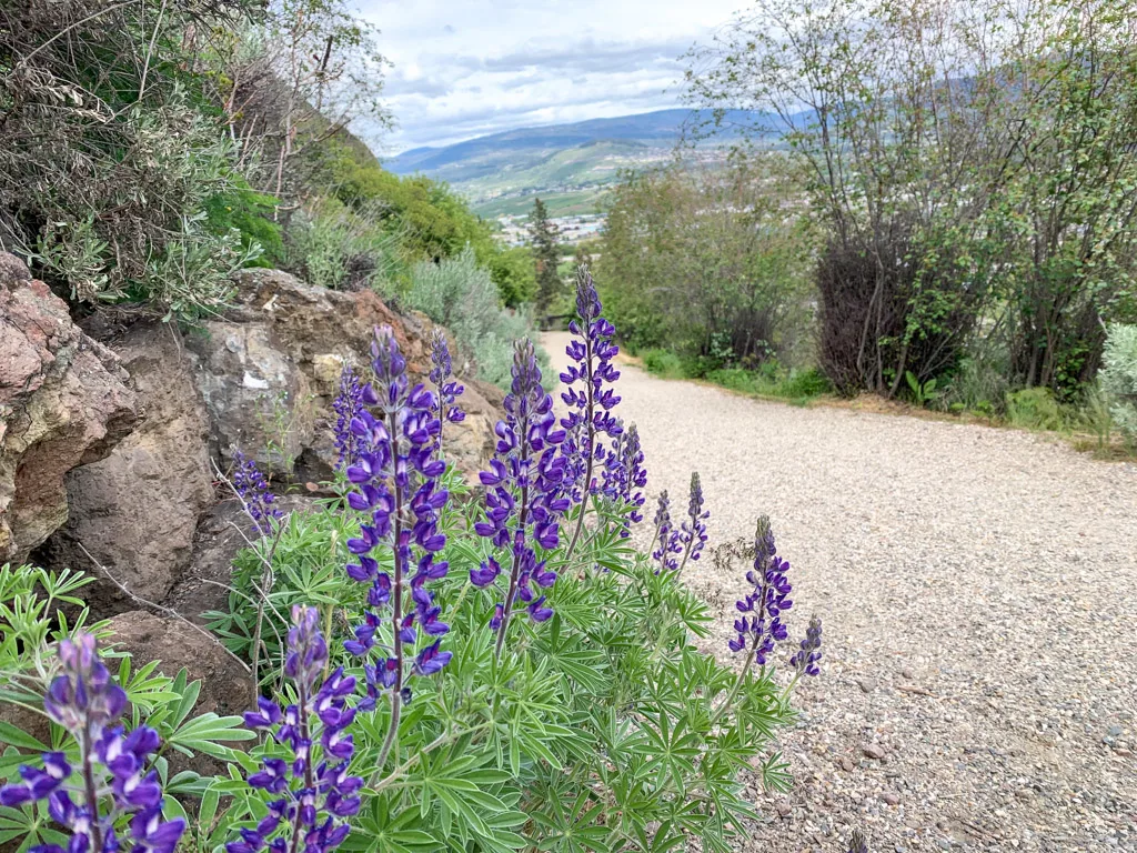 Wildflowers along the Grey Canal Trail in Vernon