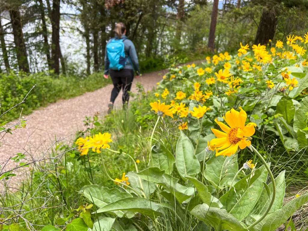 A hiker walks past a field of yellow wildflowers in Kalamalka Lake Provincial Park