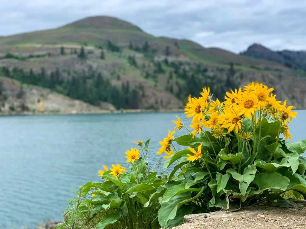 Wildflowers at Rattlesnake Point in Kalamalka Lake Provincial Park in Vernon