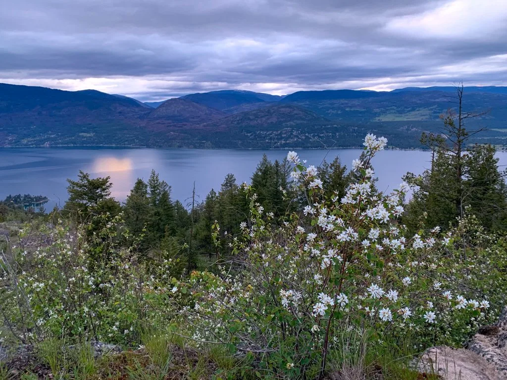 The view from Okanagan Lake Lookout at Predator Ridge