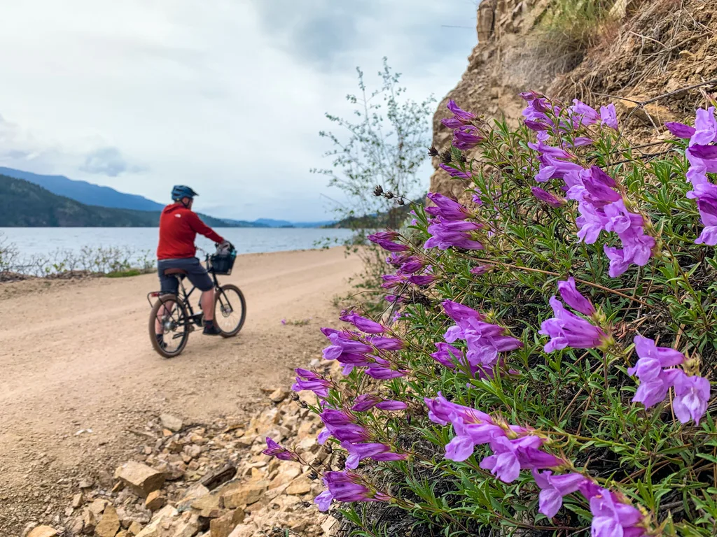 A cyclist bikes past spring wildflowers on the Okanagan Rail Trail in Vernon