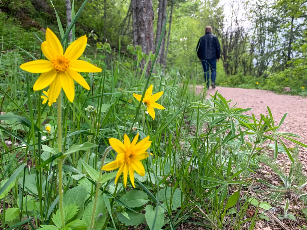 Wildflowers along the trail at Predator Ridge in Vernon, BC