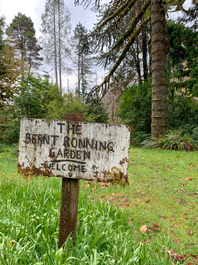 The entrance to Ronning's Garden on Northern Vancouver Island is marked by an old sign and a giant monkey puzzle tree.