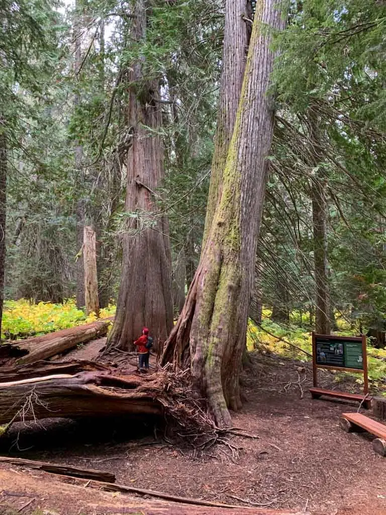 A hiker looks up at a giant tree on the Ancient Cedars hiking trail in Whistler, BC