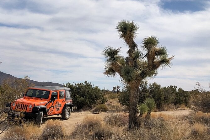 An orange Jeep from an off-road tour company parked next to a joshua tree on a dirt road in Joshua Tree National Park
