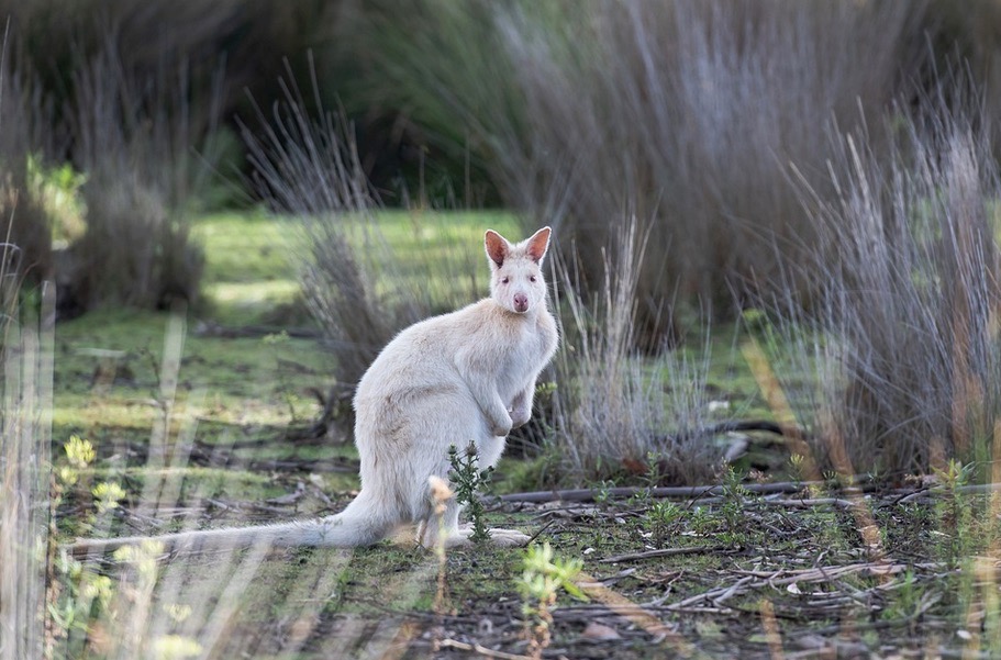 White wallaby on Bruny Island in Tasmania. Photo: pen_ash/Pixabay