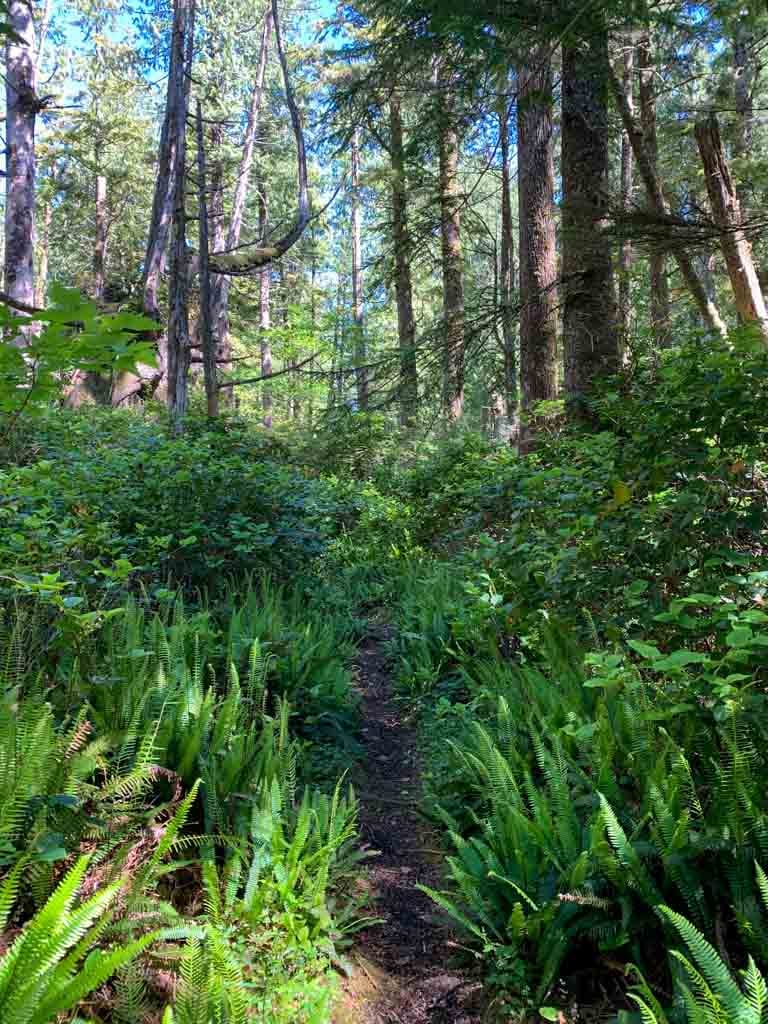 Trail through ferns and old growth forest near Rugged Point