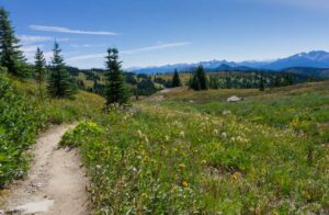 Wildflowers along the Heather Trail in Manning Park
