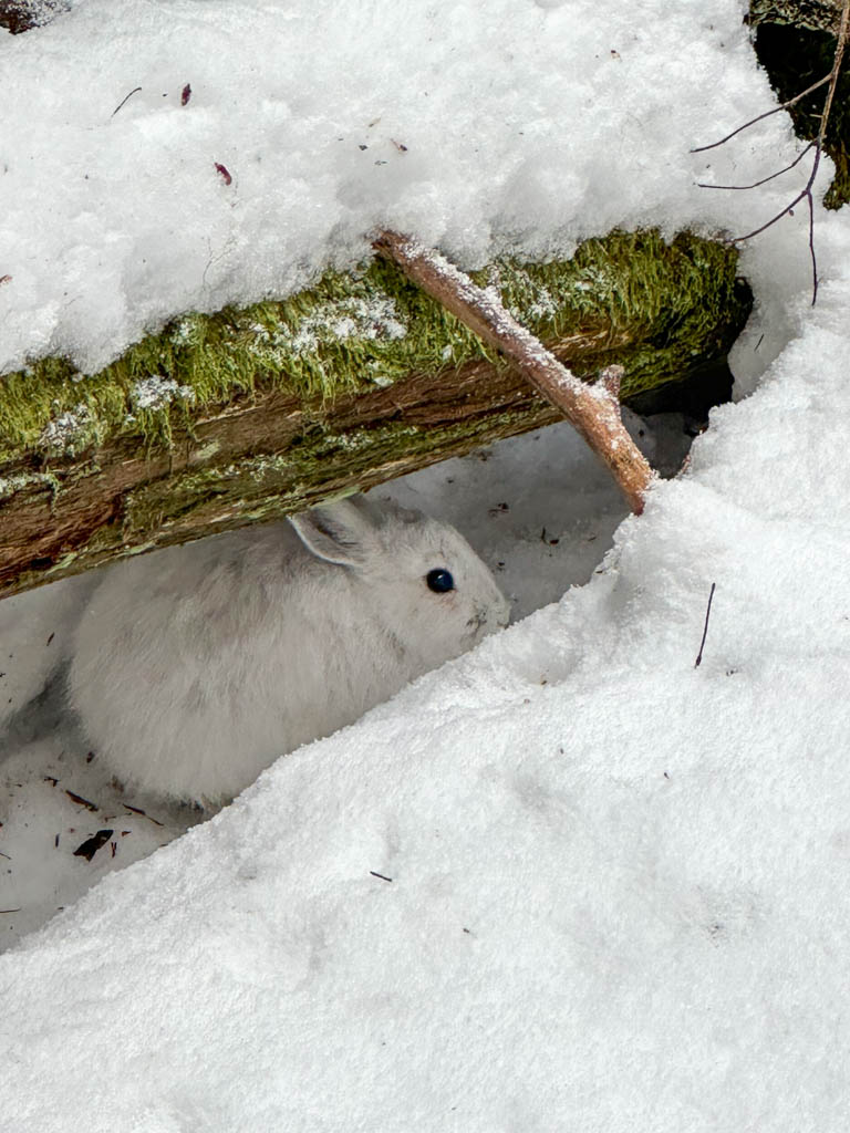 A snowshoe hare near the trail