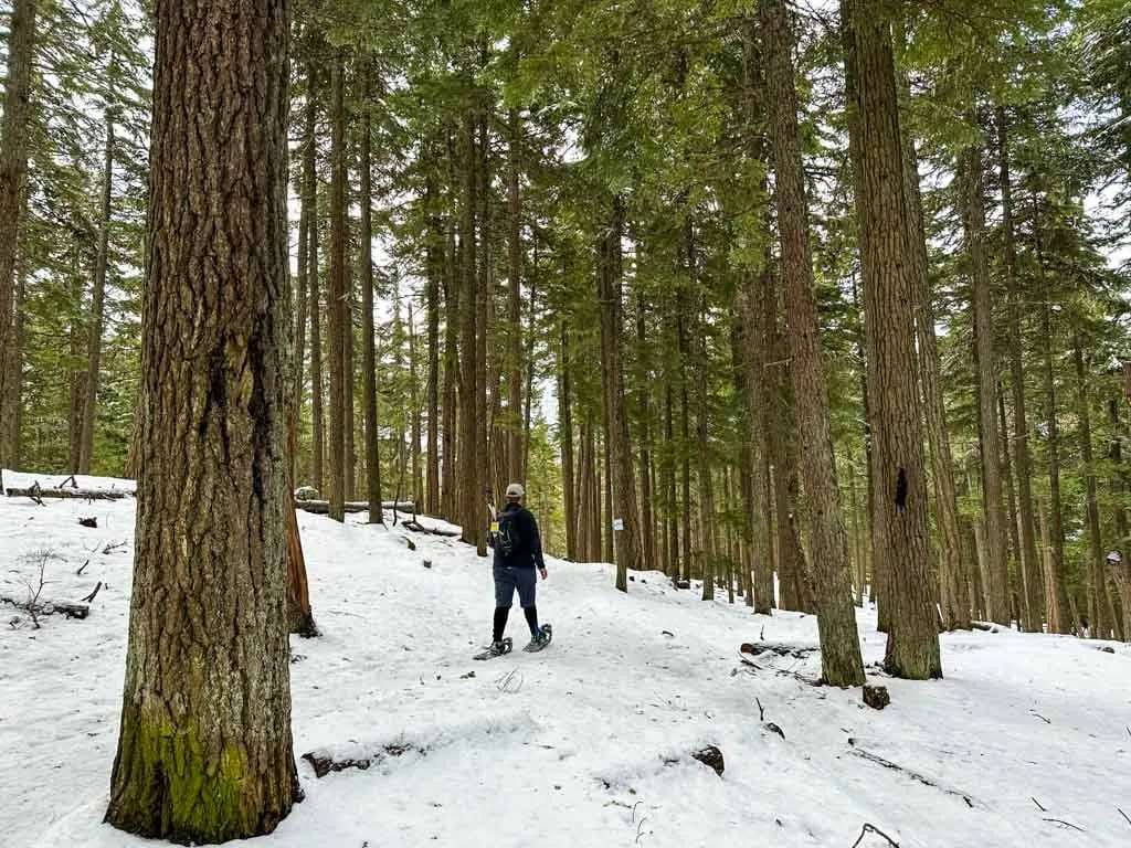A snowshoer in the forest near Lost Lake in Whistler