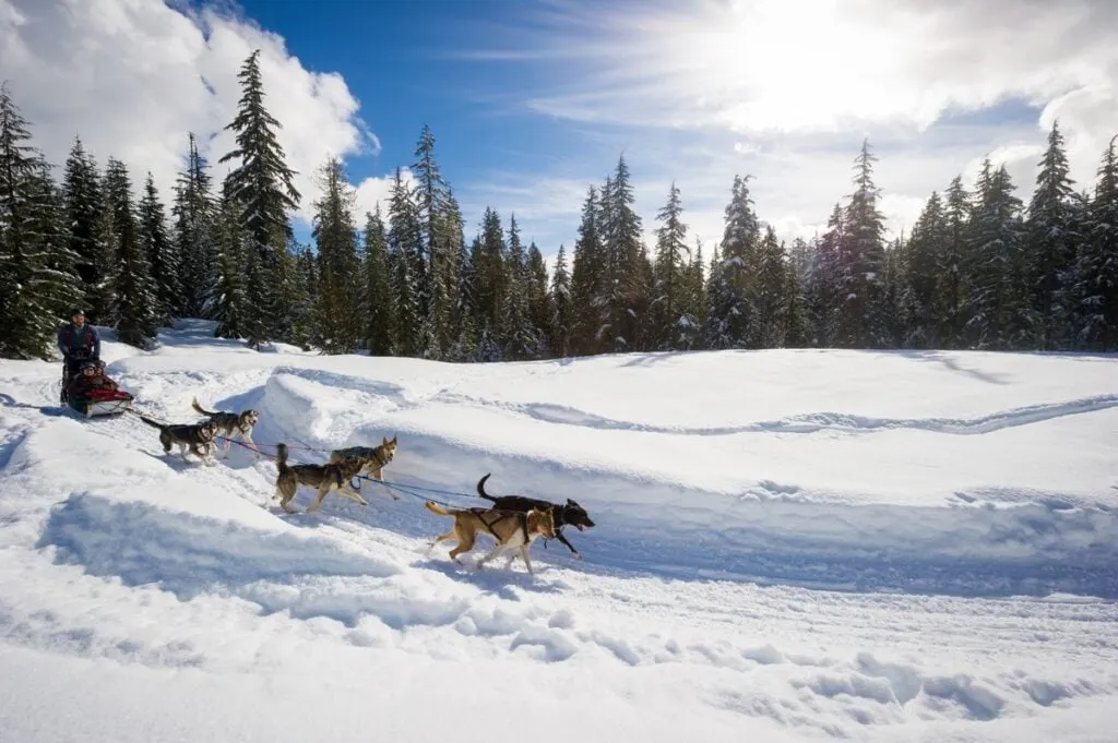 Dogsledding in Whistler