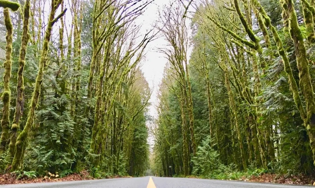 Paradise Valley road in Squamish is a great place for road biking