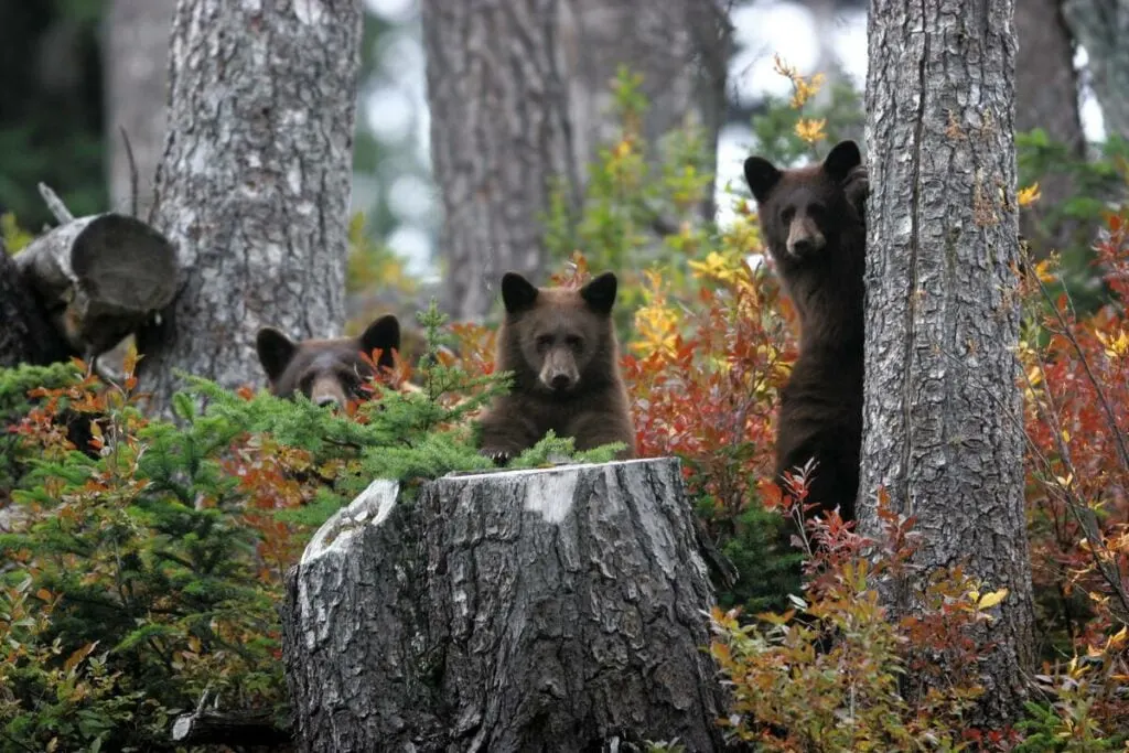See adorable baby bears in Whistler