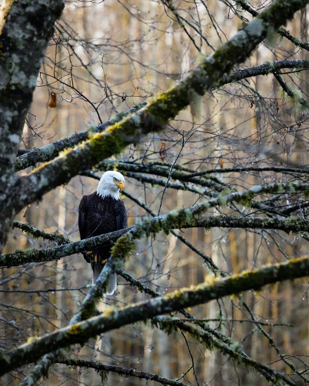 A bald eagle perches on a branch