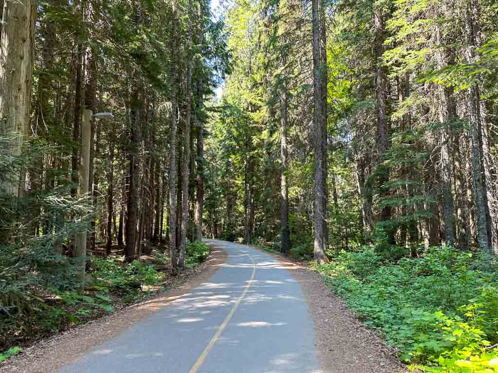 The paved Valley Trail in Whistler goes through the forest