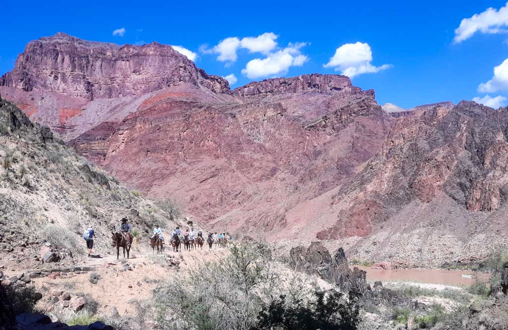 Mules on a trail in the Grand Canyon
