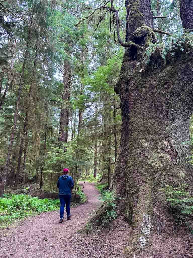 Walking past old-growth trees on the Golden Spruce Trail near Port Clements, BC