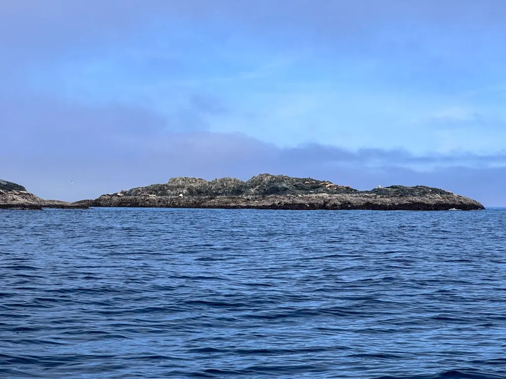 A sea lion colony on a rocky islet in Gwaii Hanaas National Park