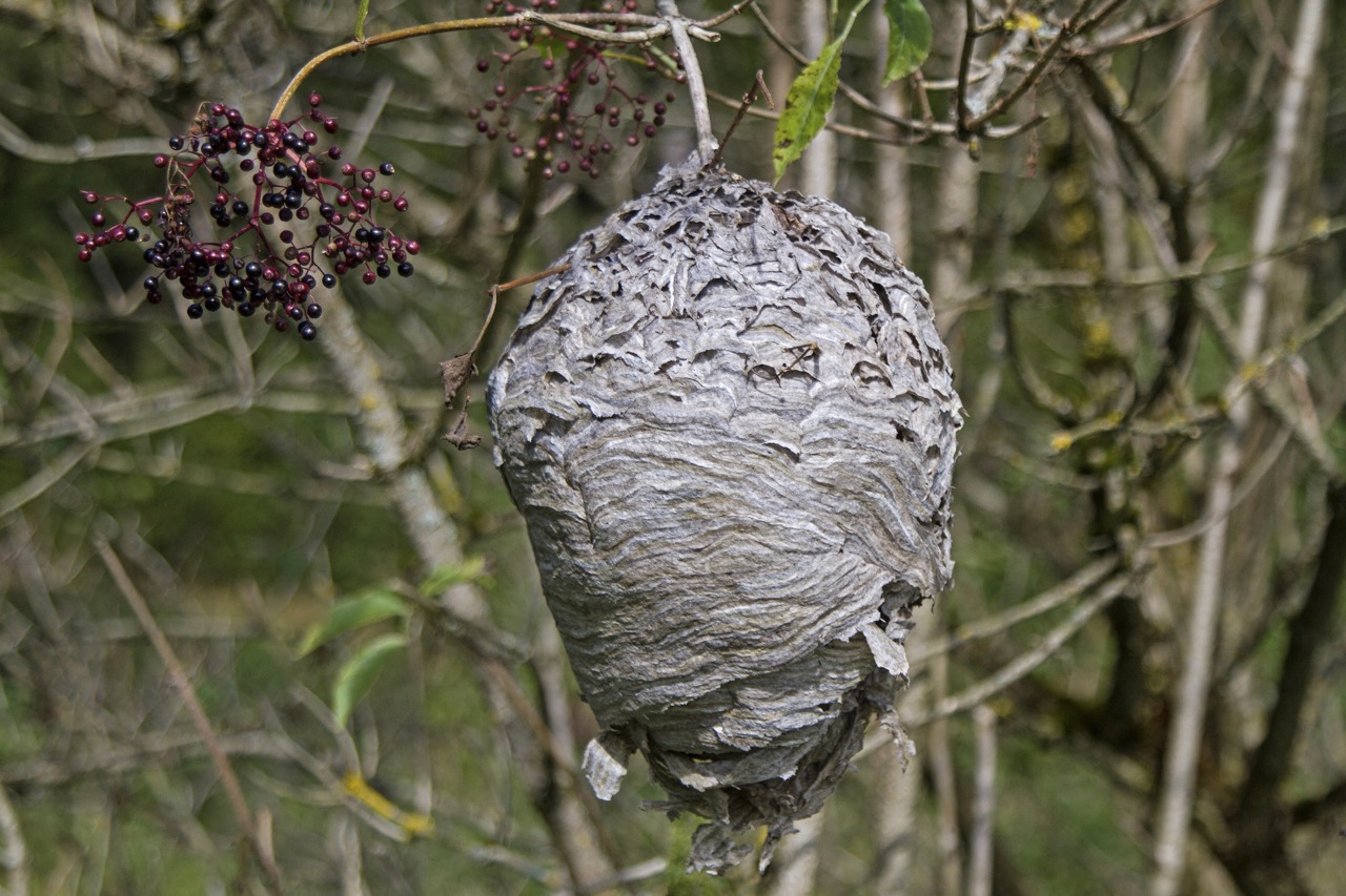A wasp nest in a tree.
