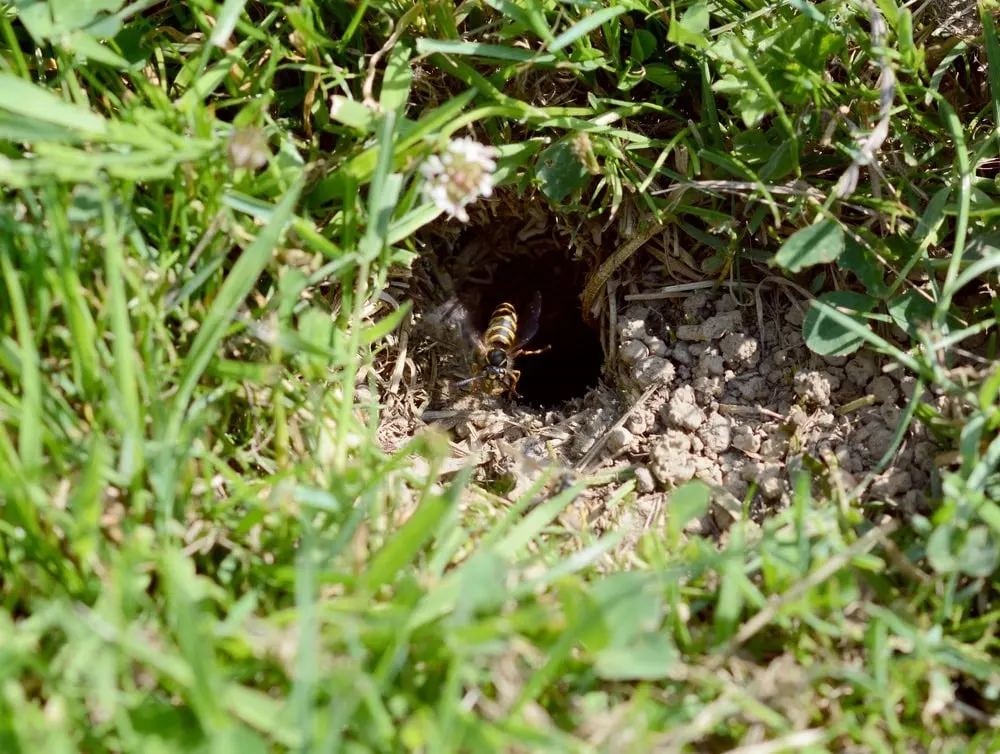 A wasp at the entrance to an underground nest