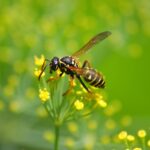A wasp sits on a flower. Find out out to avoid bees and wasps while hiking