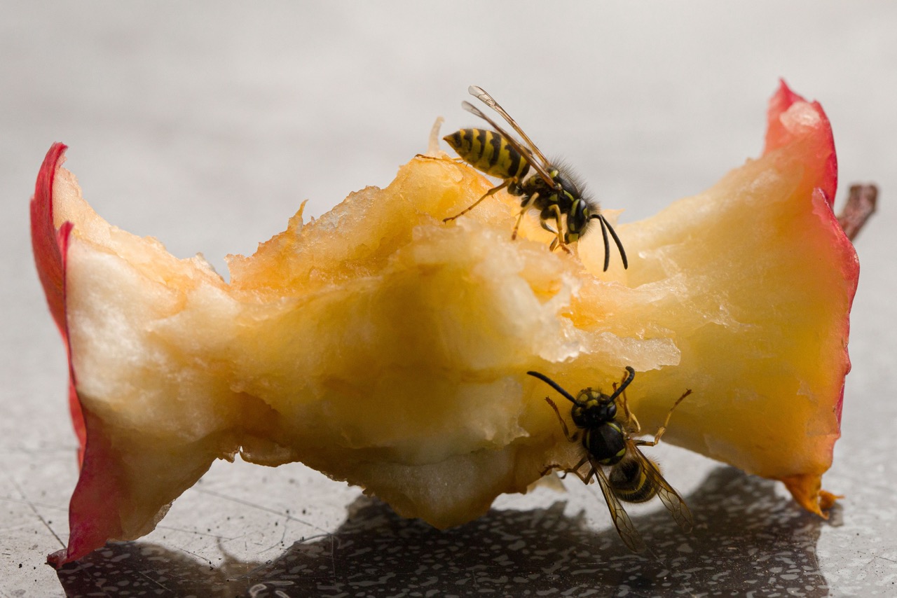 Two wasps eating an apple core