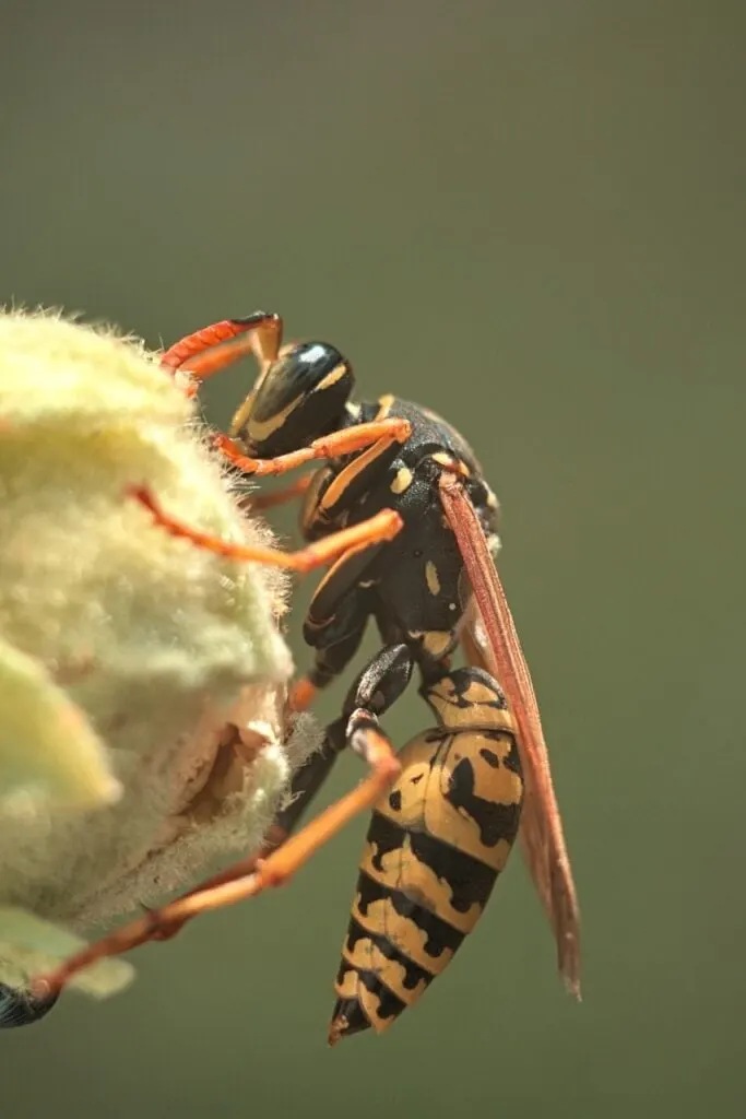 Close up of a wasp on a flower