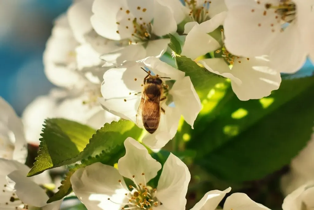 A wasp or bee feeding on a flower