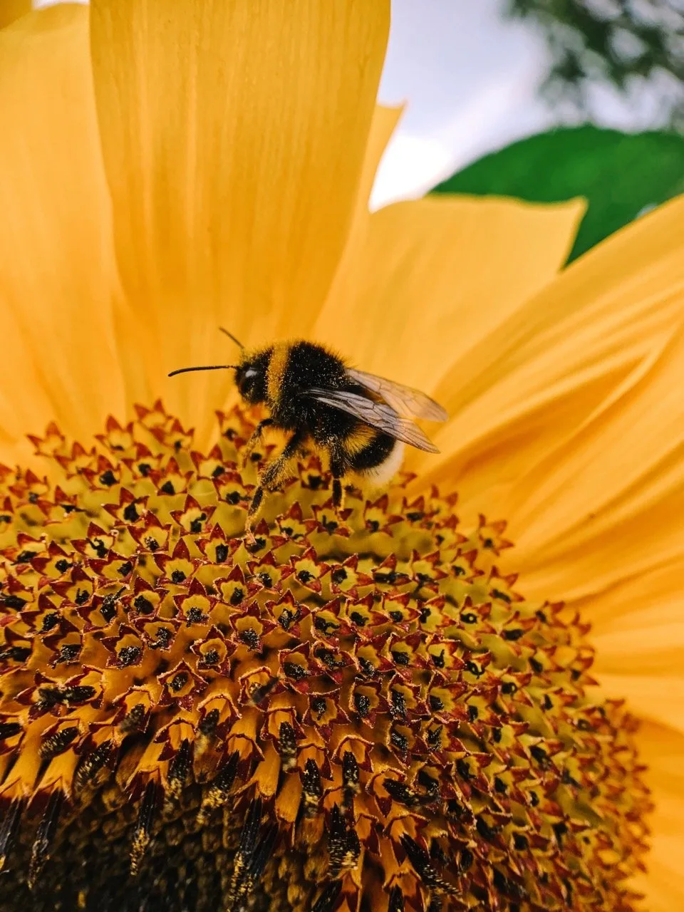 A bee sits on a flower