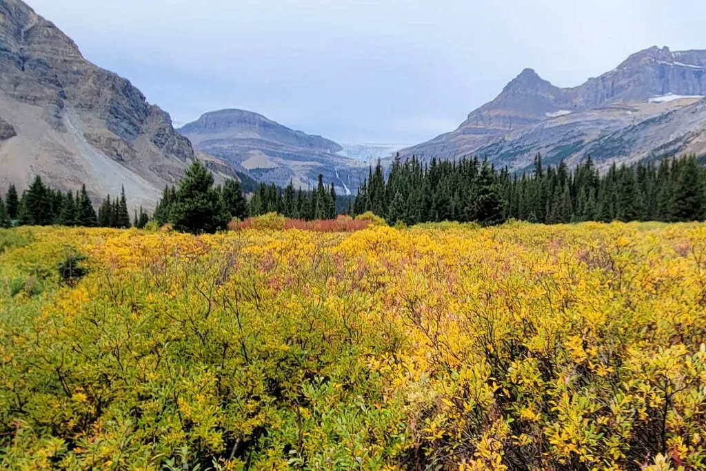 Autunmn colors at Bow Lake - one of the best things to see in Banff in the fall