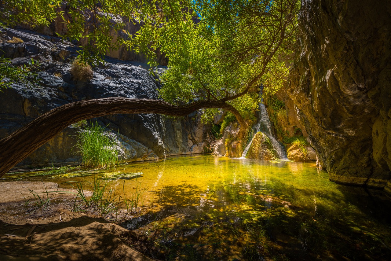 An oasis pool at Darwin Falls in Death Valley