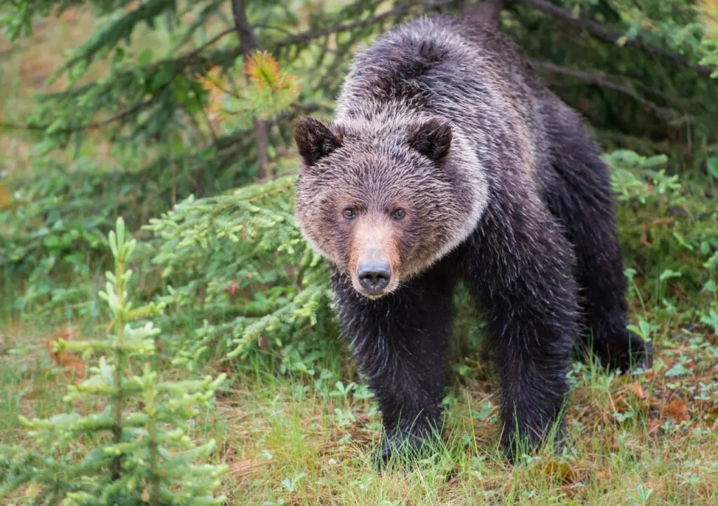 Grizzly bear in the Canadian Rockies