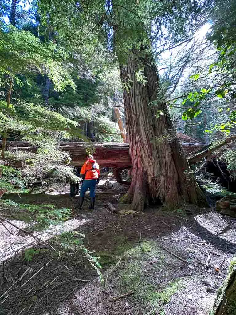 A group explores a stand of old-growth Western red cedar in Gwaii Haanas National Park