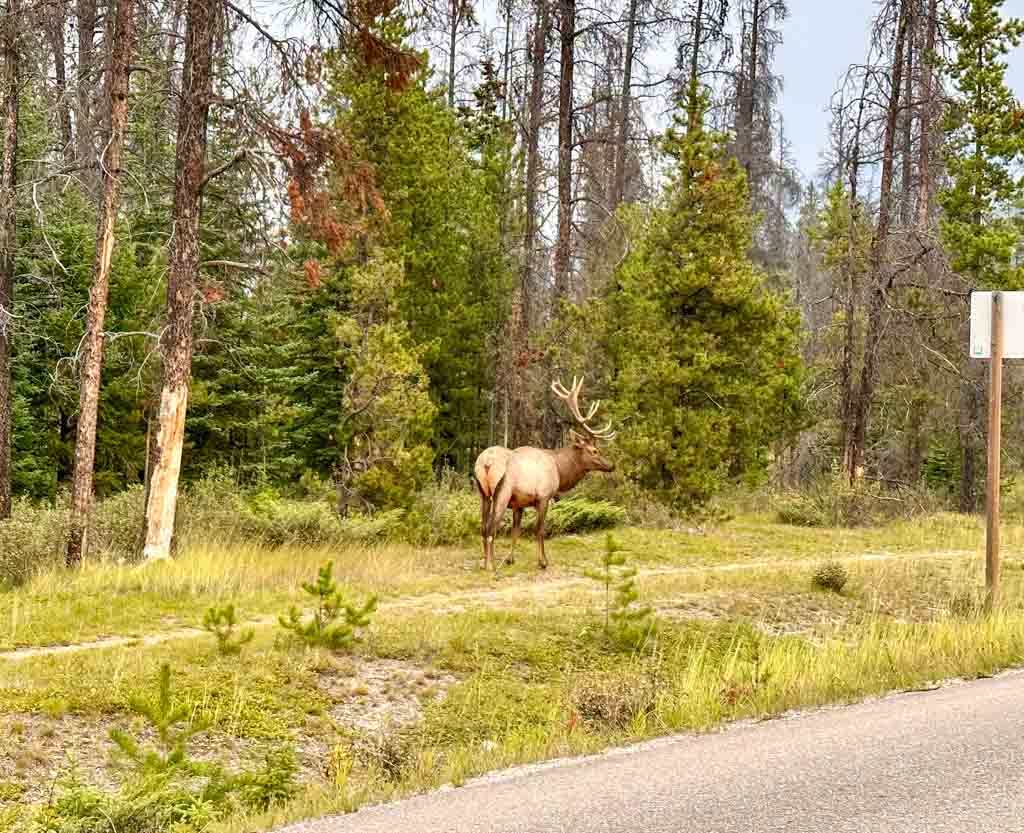 A gorgeous bull elk near a road in the Canadian Rockies