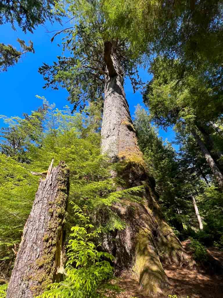 Massive Sitka spruce tree at Windy Bay
