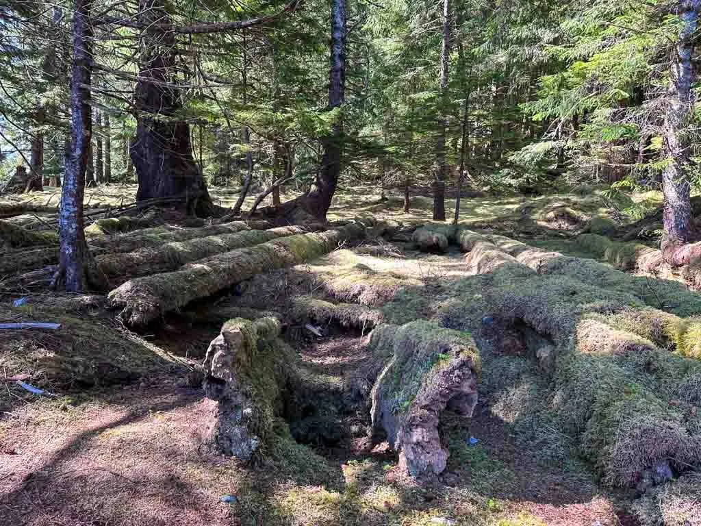 Remains of a longhouse pit at Tannu