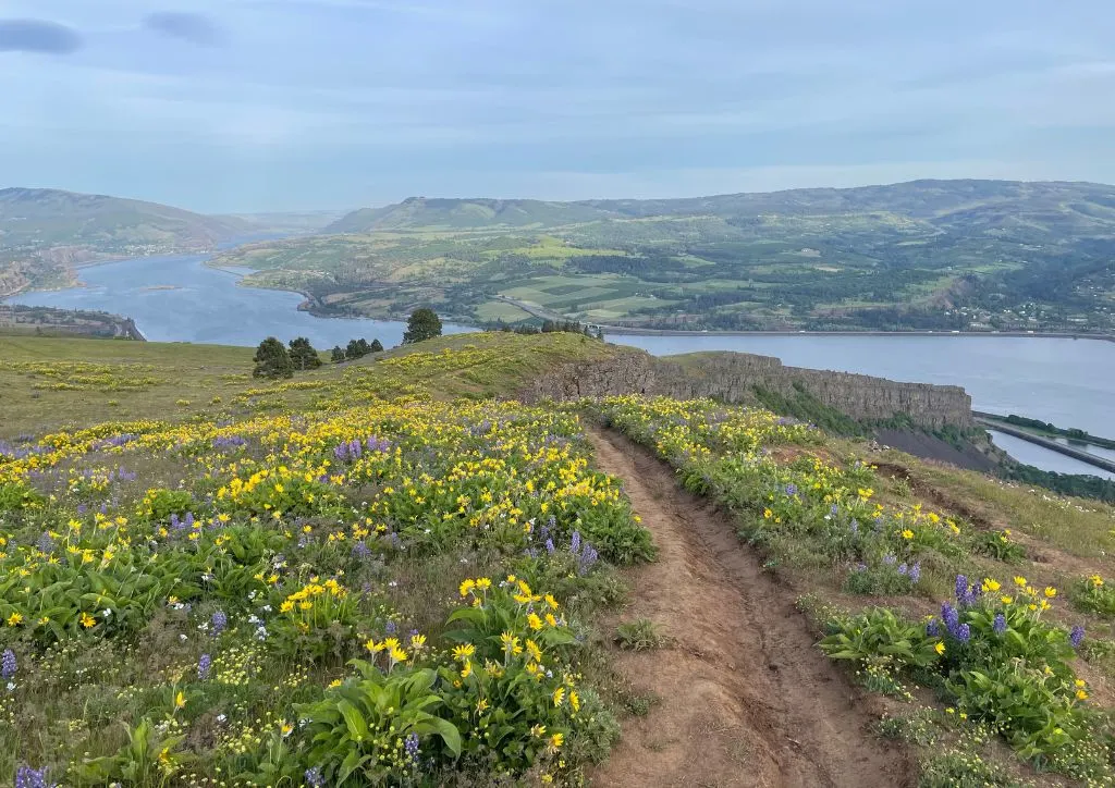 The Columbia River Gorge from a hiking trail with yellow and purple flowers.