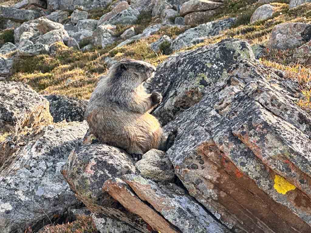 A marmot sits on a rock in Jasper National Park