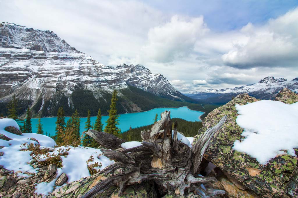The view of Peyto Lake near Banff in spring