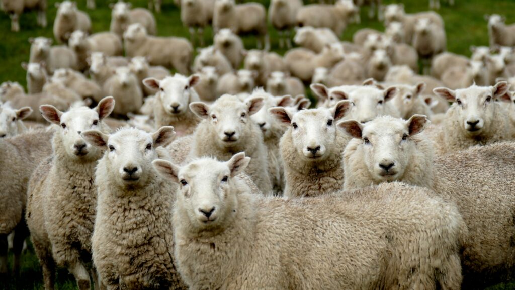 A flock of Merino sheep look toward the camera