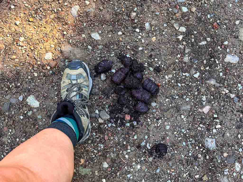 A close up of a large black bear poop with a hiker's foot next to it for scale. 