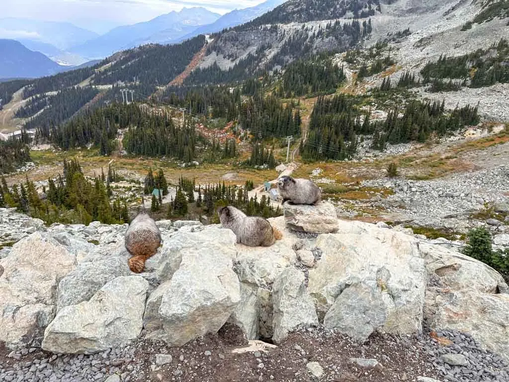 Marmots outside Rendezvous Lodge