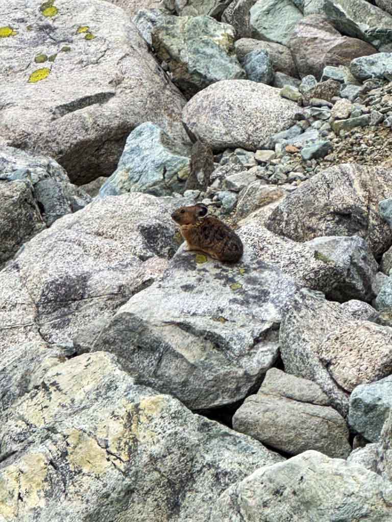 Pika on rock in Whistler