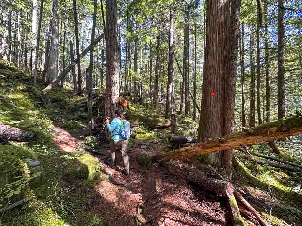 A woman hikes through an old-growth rainforest in Squamish