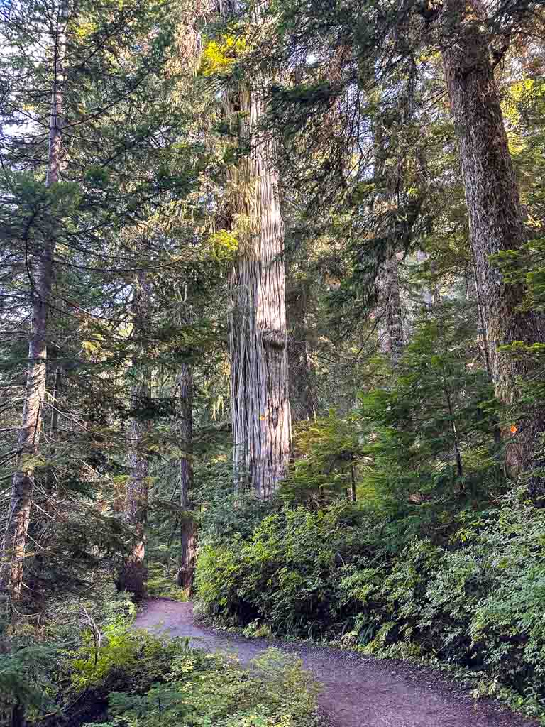 A huge cedar tree next to a gravel trail in an old-growth forest on the Howe Sound Crest Trail in West Vancouver
