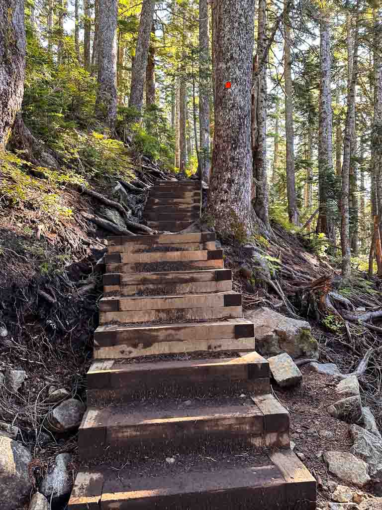 Wooden stairs in a sunny forest on the way to St. Mark's Summit in Vancouver