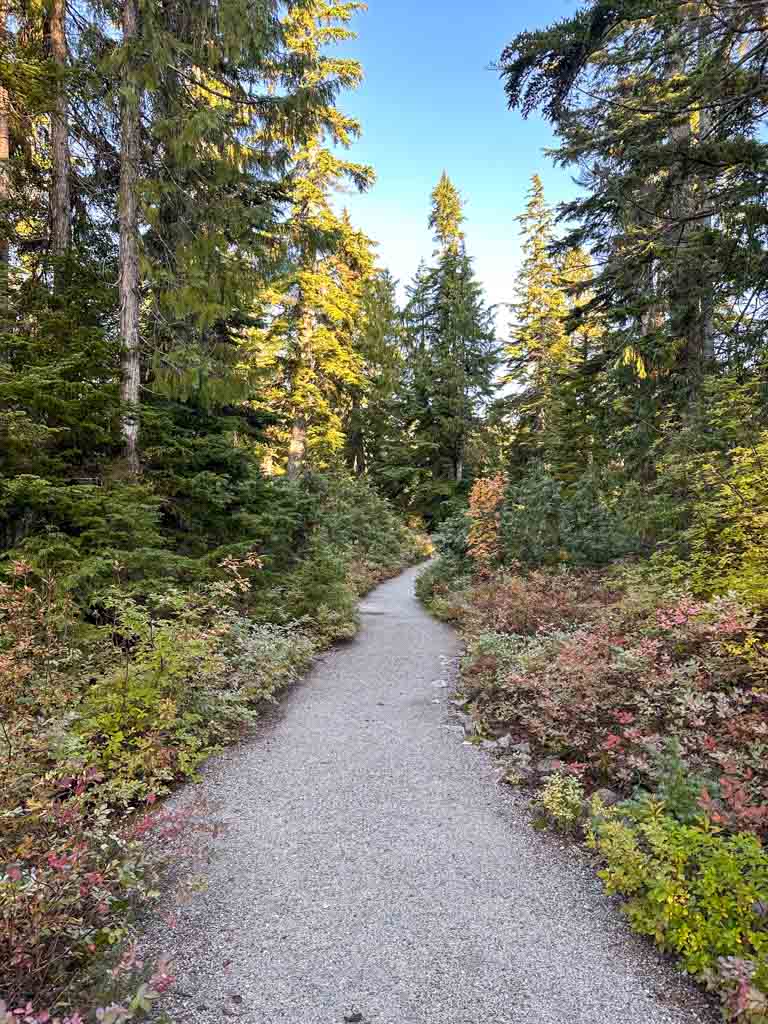 A wide and flat gravel trail goes straight between tall trees and low bushes. This is the Yew Lake Trail at Cypress Provincial Park